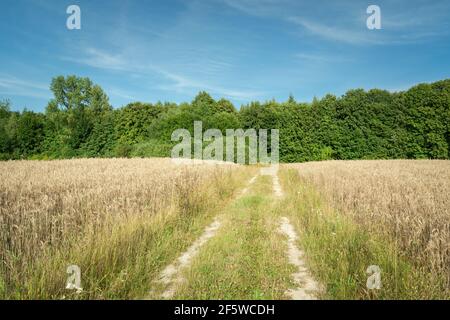 A golden field with a country road, a forest to the horizon and a blue sky Stockfoto