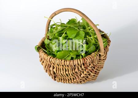 Winterpurslane, gewöhnliches Tellenkraut, kubanischer Spinat, Postelein, Bergmann-Kopfsalat (Claytonia perfoliata) Stockfoto