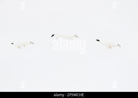 Komponieren, Hermelin (Mustela erminea) im Winterfell, Springen im Schnee, Kanton Zürich, Schweiz Stockfoto