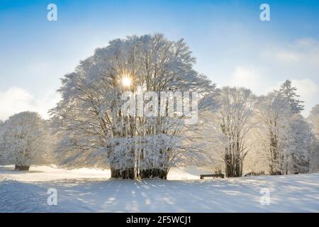 Riesige Buche bedeckt mit tiefem Schnee und Nebel in Neuchatel Jura, Schweiz Stockfoto