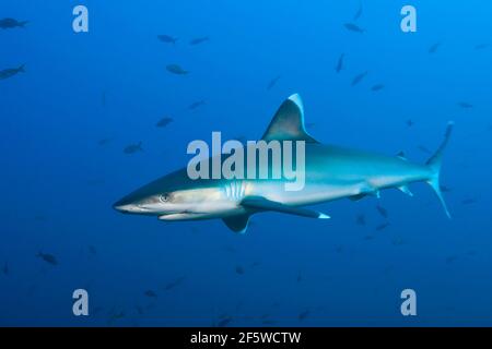 Silvertip Shark (Carcharhinus albimarginatus), Roca Partida, Revillagigedo-Inseln, Mexiko Stockfoto