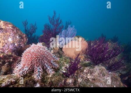 Dornenkrone Seesterne (Acanthaster planci) am Korallenriff, Cabo Pulmo Marine National Park, Baja California Sur, Mexiko Stockfoto