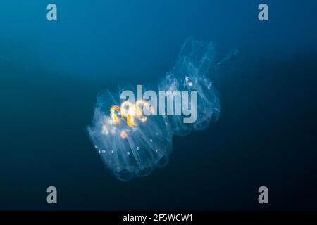 Salpidkolonie, Salpa sp., Guadalupe Island, Mexiko Stockfoto