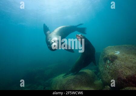 Kalifornische Seelöwen (Zalophus californianus), Cabo Pulmo National Park, Baja California Sur, Mexiko Stockfoto