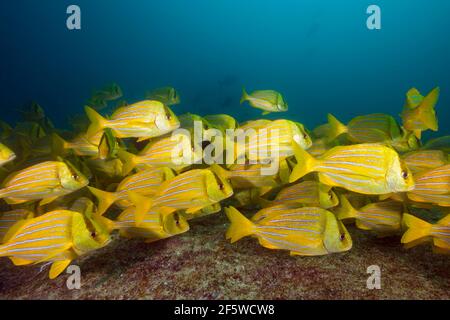 Schwarm Panama-Ferkel, Anisotremus taeniatus, Cabo Pulmo Marine National Park, Baja California Sur, Mexiko Stockfoto