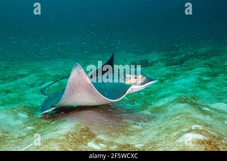 Fledermausrochen (Myliobatis californica), Cabo Pulmo Nationalpark, Baja California Sur, Mexiko Stockfoto