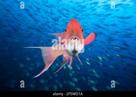 Mexikanischer Hogfisch (Bodianus dipotaenia), Socorro, Revillagigedo-Inseln, Mexiko Stockfoto