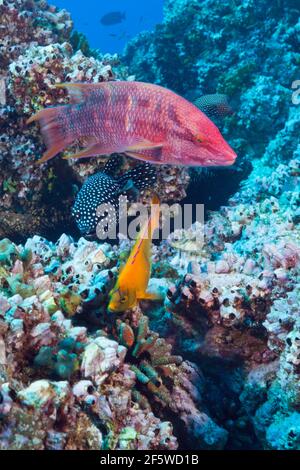 Mexikanischer Hogfisch (Bodianus dipotaenia), Clarion Angelfisch und Guineafowl-Puffer, Holacanthus clarionensis, Arothron meleagris, San Benedicto Stockfoto