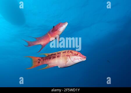 Mexikanische Hogfische (Bodianus dipotaenia), Socorro, Revillagigedo-Inseln, Mexiko Stockfoto