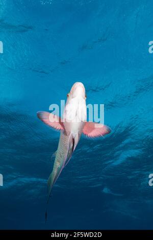 Mexikanischer Hogfisch (Bodianus diplotaenia), San Benedicto, Revillagigedo-Inseln, Mexiko Stockfoto