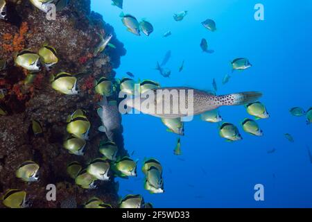 Geschrottter Filefisch (Aluterus scriptus) in der Barberfish-Schwärme, Johnrandallia nigrirostris, San Benedicto, Revillagigedo-Inseln, Mexiko Stockfoto