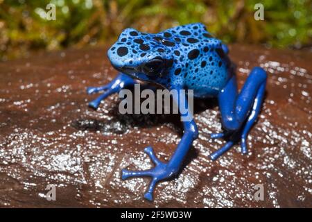 Blauer Giftpfeilfrosch (Dendrobates tinctorius azureus), Surinam Stockfoto