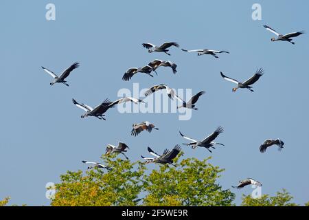 Schwarze Kraniche (Balearica pavonina), South Lungwa National Park, Sambia Stockfoto