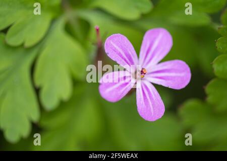 Storkbill (Geranium sylvaticum), Niedersachsen, Deutschland Stockfoto