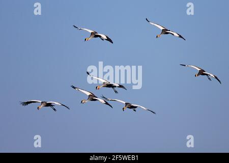 Schwarze Kraniche (Balearica pavonina), South Lungwa National Park, Sambia Stockfoto