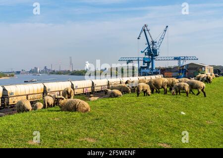 Rheinberg, Nordrhein-Westfalen, Deutschland - 16. April 2020: Schafe weiden auf dem Deich in Orsoy, mit Blick auf den Hafen und Duisburg Stockfoto