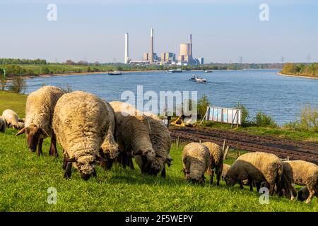 Rheinberg, Nordrhein-Westfalen, Deutschland - 16. April 2020: Schafe weiden auf dem Deich in Orsoy, mit Blick auf den Hafen und Duisburg Stockfoto
