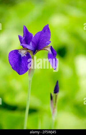 Iris sibirica 'Caesars Bruder' (Sibirische Iris). Intensive, violette Blüten, grüner Hintergrund Stockfoto