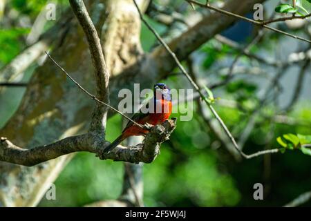 Erwachsene männliche Painted Bunting (Passerina ciris) in einem Hinterhof Crepe Myrtle Tree, Stuart, Florida, Martin County, USA Stockfoto