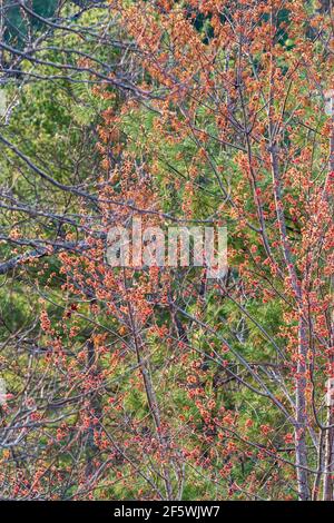 Detail der Laubbelaubung an einem Blick auf die Interstate 26 Scenic Highway in Madison County, NC, USA Stockfoto