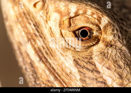 Bärtige Agama mit Stacheln. Ein Reptil mit Nahaufnahme. Echsenauge vergrößert. Die Struktur der Echsenhaut. Inländisches Reptil. Stockfoto
