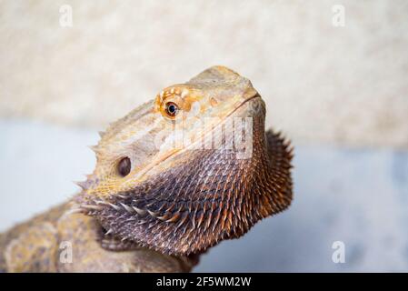 Bärtige Agama mit Stacheln. Ein Reptil mit Nahaufnahme. Echsenauge vergrößert. Die Struktur der Echsenhaut. Inländisches Reptil. Stockfoto
