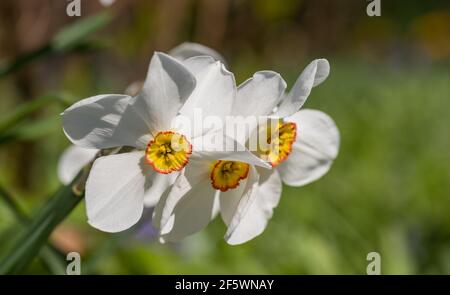 Frühlingsblumen Narcissus poeticus, auch Dichternarzisse genannt, am historischen ummauerten Garten im Borough of Hillingdon, London, Großbritannien. Stockfoto