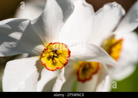 Frühlingsblumen Narcissus poeticus, auch Dichternarzisse genannt, am historischen ummauerten Garten im Borough of Hillingdon, London, Großbritannien. Stockfoto