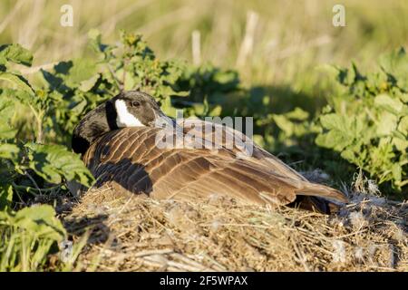 Canada Goose Nesting. Palo Alto Baylands, Santa Clara County, Kalifornien, USA. Stockfoto