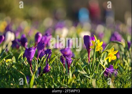 Schöne weiße, lila Frühling Krokus und gelbe Narzissen Blumen mit bunten verschwommen Hintergrund, Marlay Park, Dublin, Irland. Frühlingsblumen Stockfoto