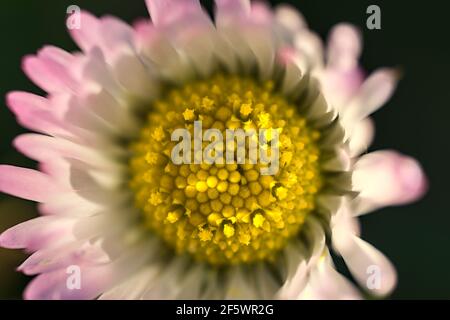 Schöne Makro-Draufsicht auf kleine einzelne niedrig wachsende Kamille (Mayweed) Blume mit rosa farbigen Blütenblättern, Dublin, Irland. Weicher und selektiver Fokus Stockfoto