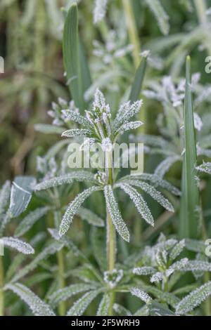 Starker Frost auf der Blattoberfläche von Stachelgras, Cleavers/Galium-Aparine. Für Winterwetter, UK Kälteeinbruch, harten Frost, gefrorene Pflanzen, Heilpflanzen. Stockfoto