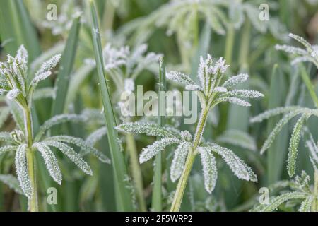 Starker Frost auf der Blattoberfläche von Stachelgras, Cleavers/Galium-Aparine. Für Winterwetter, UK Kälteeinbruch, harten Frost, gefrorene Pflanzen, Heilpflanzen. Stockfoto