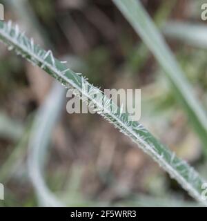 Nahaufnahme von Daffodil/Narcissus-Pseudo-Narzissen aus dem Frühling, die in der Heckenschlange von Cornwall wachsen. Narzissen einmal als Heilpflanze verwendet. Harter Frost. Stockfoto
