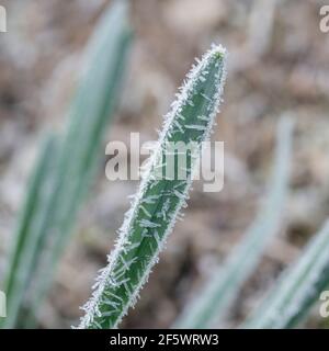 Nahaufnahme von Daffodil/Narcissus-Pseudo-Narzissen aus dem Frühling, die in der Heckenschlange von Cornwall wachsen. Narzissen einmal als Heilpflanze verwendet. Harter Frost. Stockfoto