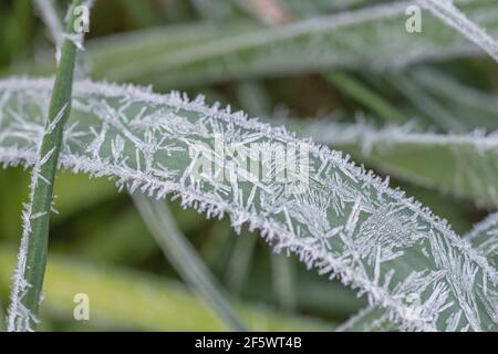 Nahaufnahme von Daffodil/Narcissus-Pseudo-Narzissen aus dem Frühling, die in der Heckenschlange von Cornwall wachsen. Narzissen einmal als Heilpflanze verwendet. Harter Frost. Stockfoto
