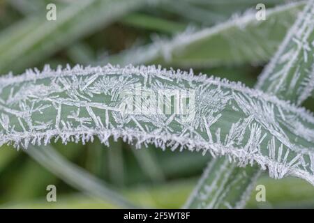 Nahaufnahme von Daffodil/Narcissus-Pseudo-Narzissen aus dem Frühling, die in der Heckenschlange von Cornwall wachsen. Narzissen einmal als Heilpflanze verwendet. Harter Frost. Stockfoto