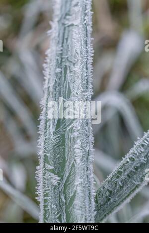 Nahaufnahme von Daffodil/Narcissus-Pseudo-Narzissen aus dem Frühling, die in der Heckenschlange von Cornwall wachsen. Narzissen einmal als Heilpflanze verwendet. Harter Frost. Stockfoto