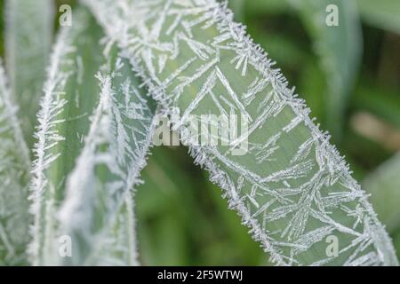 Nahaufnahme von Daffodil/Narcissus-Pseudo-Narzissen aus dem Frühling, die in der Heckenschlange von Cornwall wachsen. Narzissen einmal als Heilpflanze verwendet. Harter Frost. Stockfoto