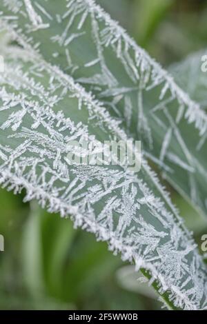 Nahaufnahme von Daffodil/Narcissus-Pseudo-Narzissen aus dem Frühling, die in der Heckenschlange von Cornwall wachsen. Narzissen einmal als Heilpflanze verwendet. Harter Frost. Stockfoto