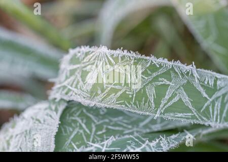 Nahaufnahme von Daffodil/Narcissus-Pseudo-Narzissen aus dem Frühling, die in der Heckenschlange von Cornwall wachsen. Narzissen einmal als Heilpflanze verwendet. Harter Frost. Stockfoto