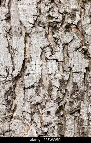 Silberner Ahornbaum Acer saccharinum Baumrinde Stockfoto
