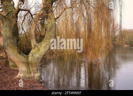 Herbstszene einer weinenden Weide am Ufer Eines Sees Stockfoto
