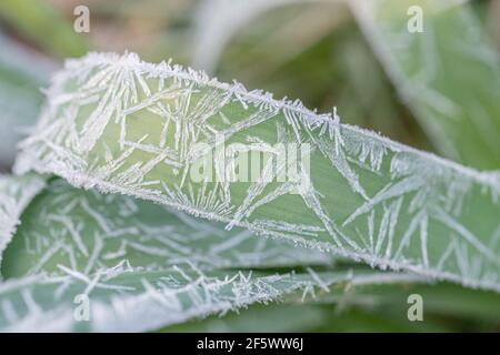 Nahaufnahme von Daffodil/Narcissus-Pseudo-Narzissen aus dem Frühling, die in der Heckenschlange von Cornwall wachsen. Narzissen einmal als Heilpflanze verwendet. Harter Frost. Stockfoto