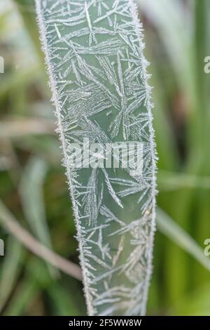 Nahaufnahme von Daffodil/Narcissus-Pseudo-Narzissen aus dem Frühling, die in der Heckenschlange von Cornwall wachsen. Narzissen einmal als Heilpflanze verwendet. Harter Frost. Stockfoto
