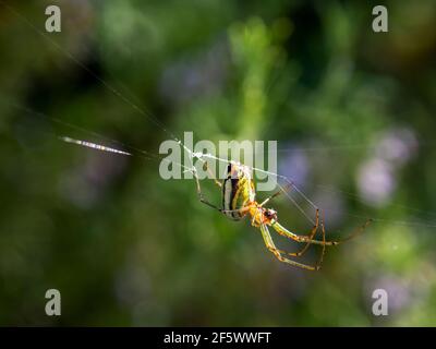 Makrofotografie einer Orchard Spinne an ihren Linien hängen, in einem Garten in der Nähe der Kolonialstadt Villa de Leyva, Kolumbien gefangen. Stockfoto