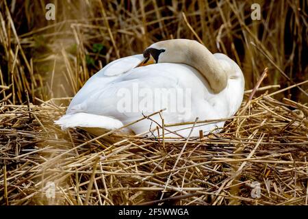 Erwachsener Schwan, der seinen Kopf ruht, während er auf dem Nest sitzt Schilf am Rand des Wassers Stockfoto