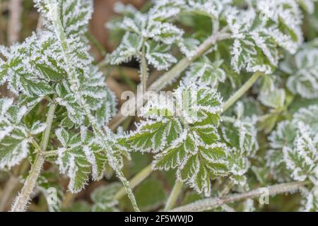 Starker Frost auf der Blattoberfläche der umbelliferen Kuh Petersilie / Anthriscus sylvestris. Für Winterwetter, UK kalter Einbruch, harter Frost, gefrorene Pflanzen. Stockfoto