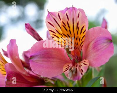 Makrofotografie peruanischer Lilienblumen, alstroemeria saturne, aufgenommen in einem Garten in der Nähe der Kolonialstadt Villa de Leyva, Kolumbien. Stockfoto