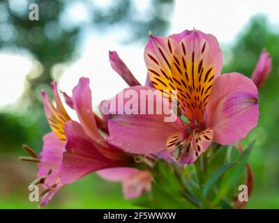 Makrofotografie peruanischer Lilienblumen, alstroemeria saturne, aufgenommen in einem Garten in der Nähe der Kolonialstadt Villa de Leyva, Kolumbien. Stockfoto